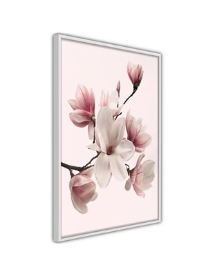 Poster  Blooming Magnolias I